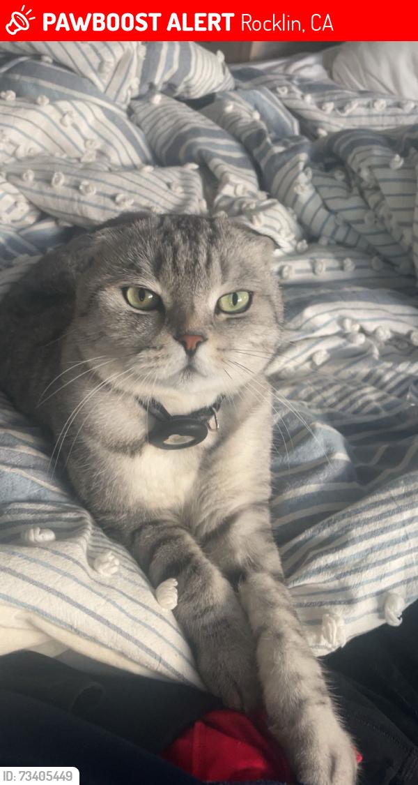 Lost Male Cat last seen Whitney ranch road, Rocklin, CA 95765