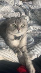 Lost Male Cat last seen Whitney ranch road, Rocklin, CA 95765
