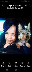 Lost Male Dog last seen McDonnell and Whittier or 3rd, East Los Angeles, CA 90022