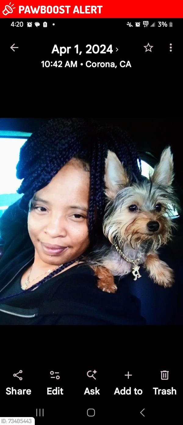 Lost Male Dog last seen McDonnell and Whittier or 3rd, East Los Angeles, CA 90022