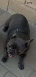 Lost Female Dog last seen Sycamore hills park, Fontana, CA 92337