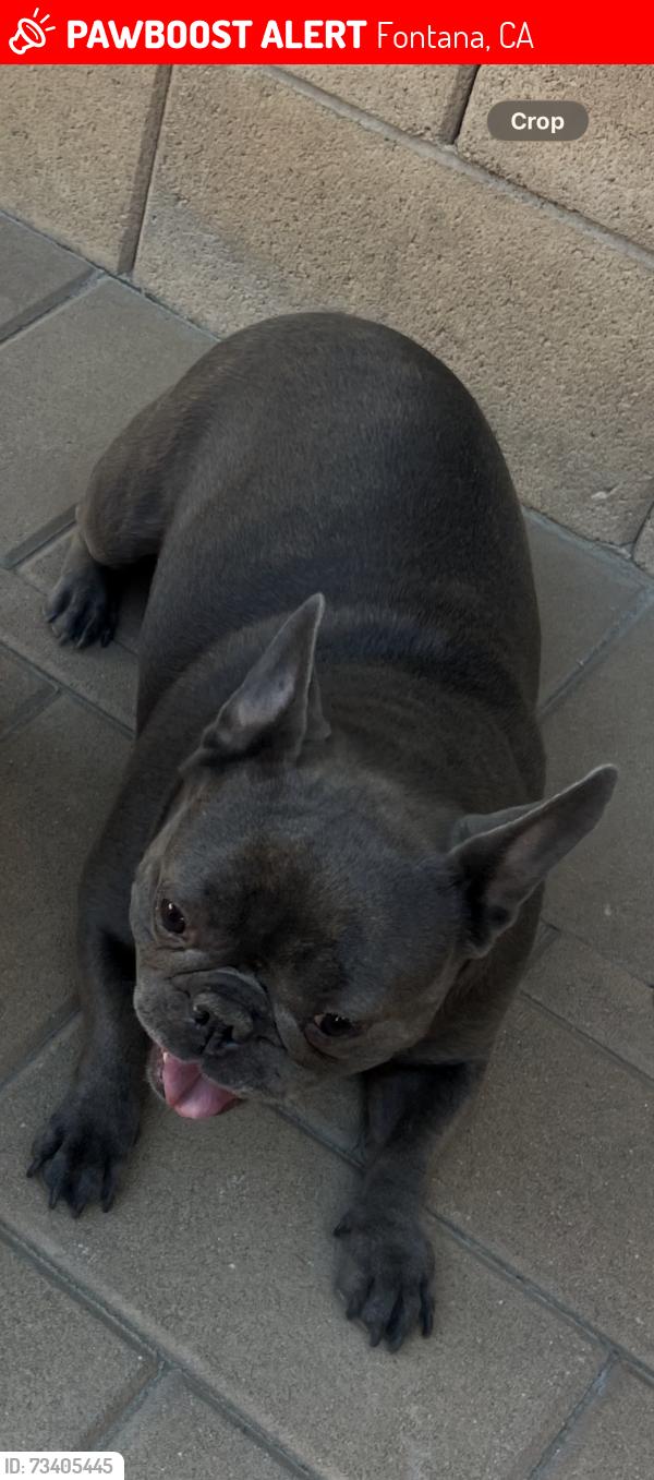 Lost Female Dog last seen Sycamore hills park, Fontana, CA 92337