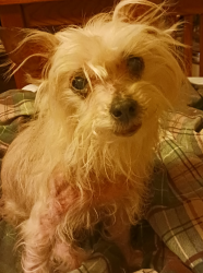 Lost Female Dog last seen Near Ravens Point Circle, Raleigh, NC 27614