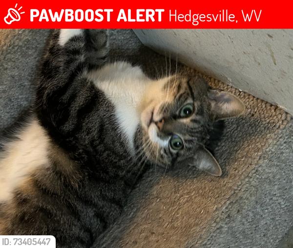 Lost Male Cat last seen Butts Mill Rd, Hedgesville, WV 25427