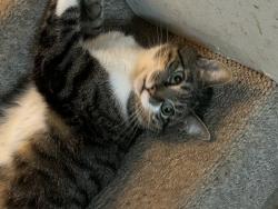 Lost Male Cat last seen Butts Mill Rd, Hedgesville, WV 25427