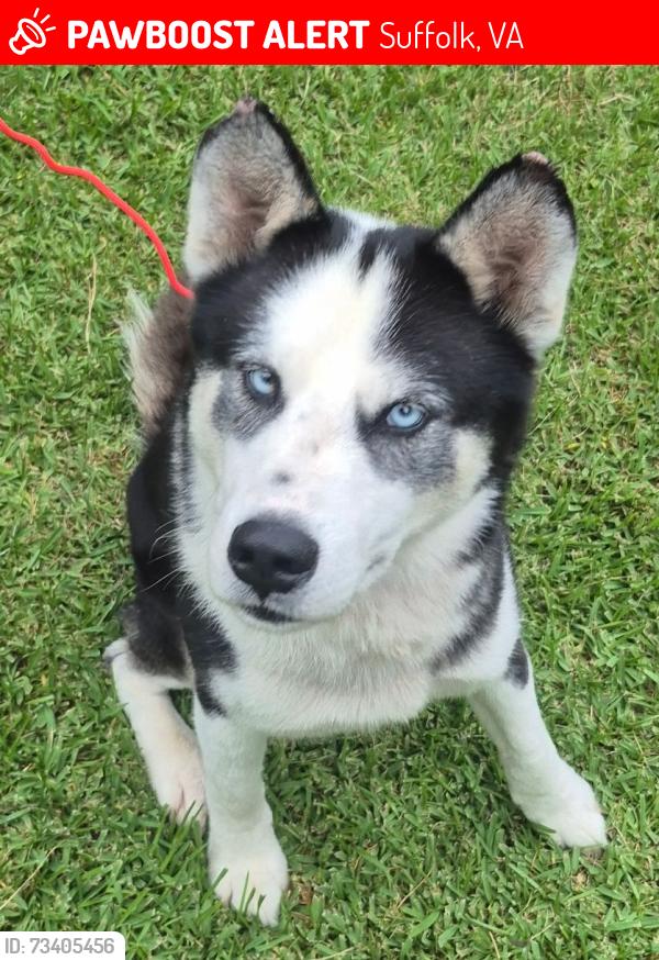Lost Male Dog last seen Hall Place Suffolk VA, Suffolk, VA 23434