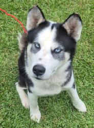 Lost Male Dog last seen Hall Place Suffolk VA, Suffolk, VA 23434