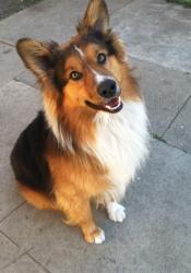 Reunited Male Dog last seen Ross and Highland, Santa Ana, CA 92701