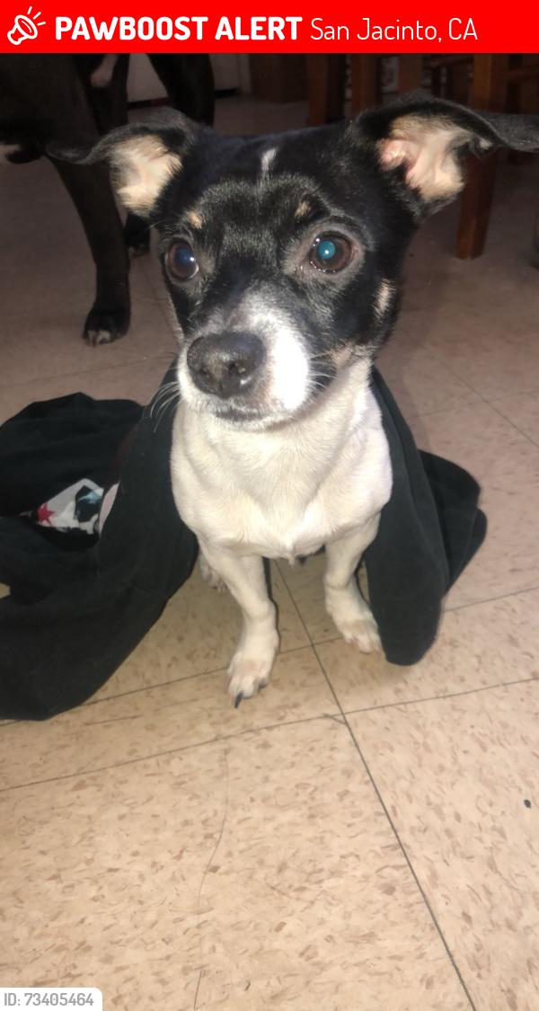 Lost Male Dog last seen Cottonwood San Jacinto/hemet, San Jacinto, CA 92582