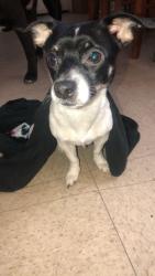 Lost Male Dog last seen Cottonwood San Jacinto/hemet, San Jacinto, CA 92582