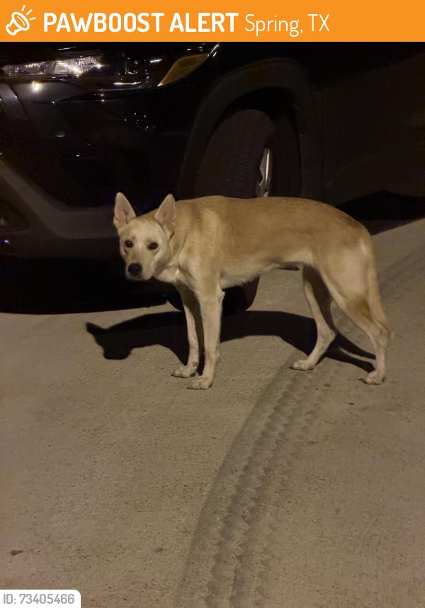 Found/Stray Unknown Dog last seen 77373, Spring Pines Neighborhood, Spring, TX 77373