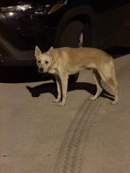 Found/Stray Unknown Dog last seen 77373, Spring Pines Neighborhood, Spring, TX 77373
