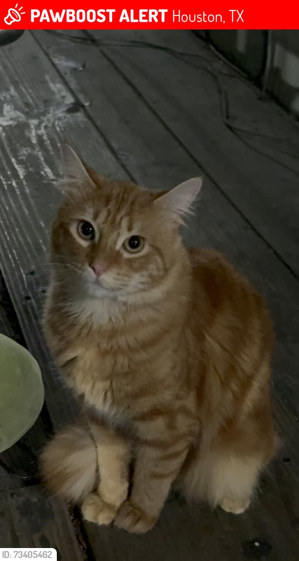 Lost Male Cat last seen Near Bissonnet, Houston, TX 77081