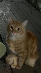 Lost Male Cat last seen Near Bissonnet, Houston, TX 77081