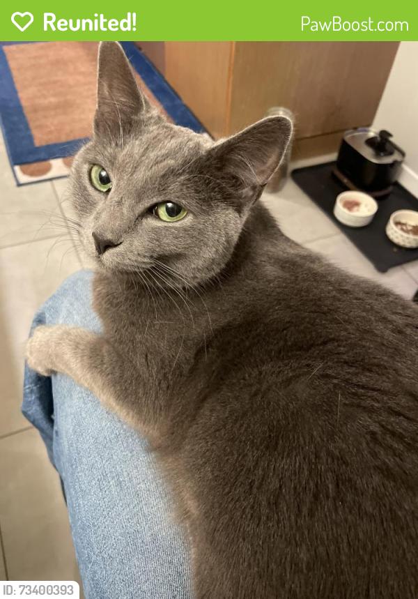 Reunited Female Cat last seen Higginbothom park and Thompson Creek Trail / San Benito Ct, Claremont, CA 91711