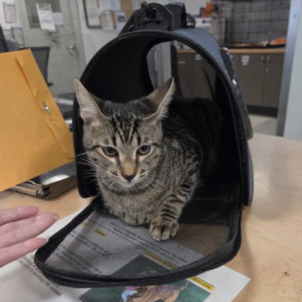 Shelter Stray Male Cat last seen , 14409 Vanowen St, Van Nuys, CA 91405, USA