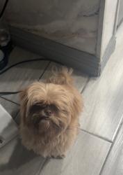 Lost Male Dog last seen taylor, Long Beach, CA 90805