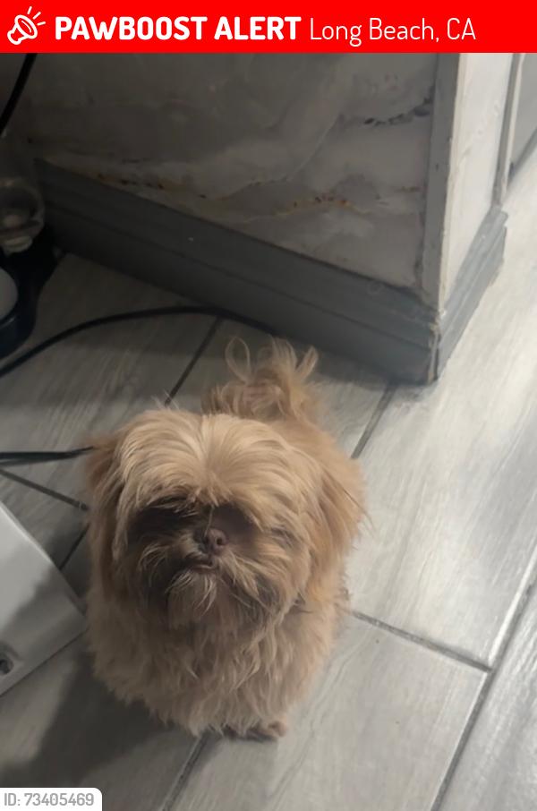 Lost Male Dog last seen taylor, Long Beach, CA 90805