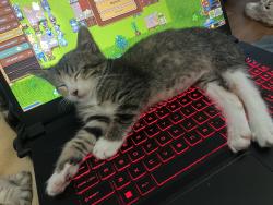 Lost Female Cat last seen East Pawnee, Wichita, KS 67207
