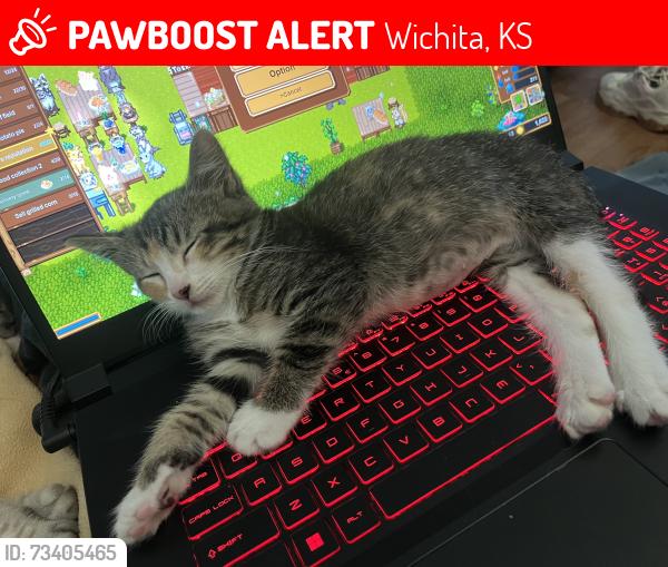 Lost Female Cat last seen East Pawnee, Wichita, KS 67207