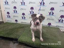 Shelter Stray Male Dog last seen , 2769 Conroy Rd, Orlando, FL 32839, USA