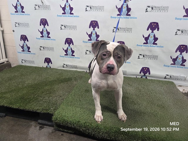 Shelter Stray Male Dog last seen , 2769 Conroy Rd, Orlando, FL 32839, USA