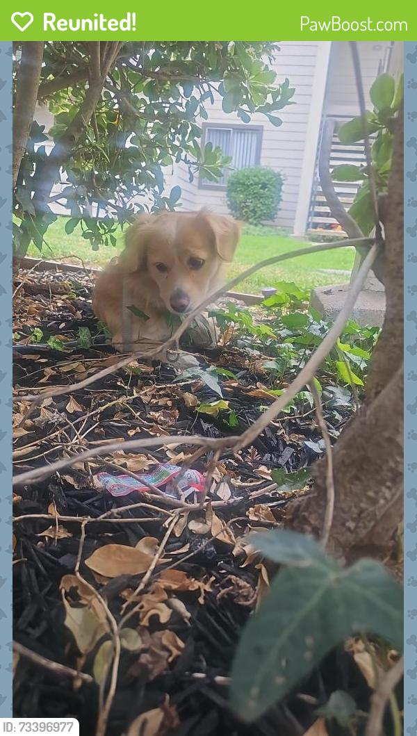 Reunited Male Dog last seen Eaves fremont, Fremont, CA 94539