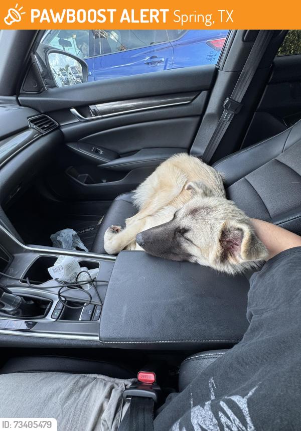 Found/Stray Female Dog last seen Fins swim school spring Cypress road, Spring, TX 77373