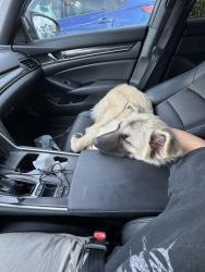 Found/Stray Female Dog last seen Fins swim school spring Cypress road, Spring, TX 77373