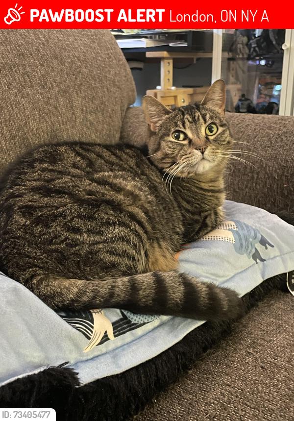 Lost Female Cat last seen Kipps and Arbour Glenn, London, ON N5Y 2A4