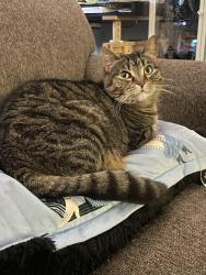 Lost Female Cat last seen Kipps and Arbour Glenn, London, ON N5Y 2A4