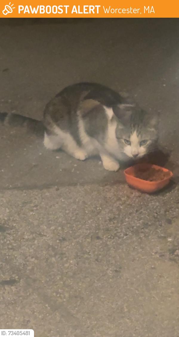 Found/Stray Female Cat last seen Upland Street, Worcester, MA 01607