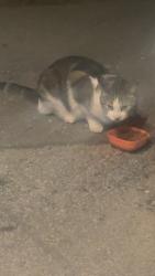 Found/Stray Female Cat last seen Upland Street, Worcester, MA 01607