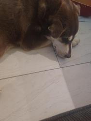 Reunited Male Dog last seen W Indian school & 75th, Phoenix, AZ 85033