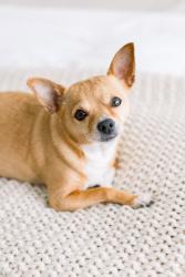 Reunited Female Dog last seen Western between Katella and Garden Grove, Stanton, CA 90680