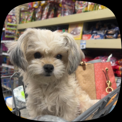 Lost Female Dog last seen Medowview and 24th, Sacramento, CA 95822