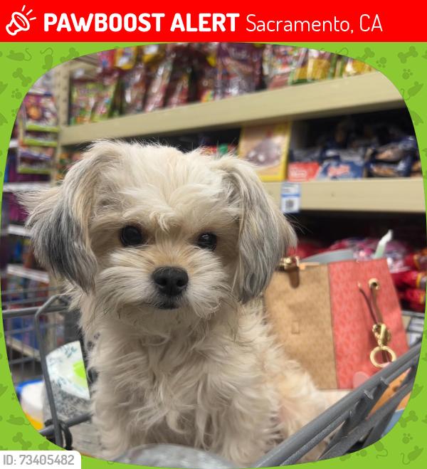 Lost Female Dog last seen Medowview and 24th, Sacramento, CA 95822