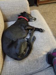 Reunited Male Dog last seen Se 17th circle and Olympia, Vancouver, WA 98683