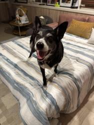 Reunited Female Dog last seen 46th and Taraval street, San Francisco, CA 94116