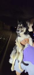 Found/Stray Male Dog last seen Big Spring, Midland, TX 79705