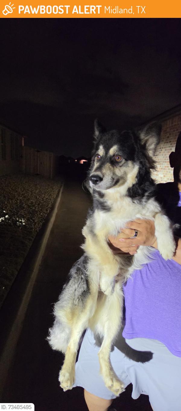 Found/Stray Male Dog last seen Big Spring, Midland, TX 79705