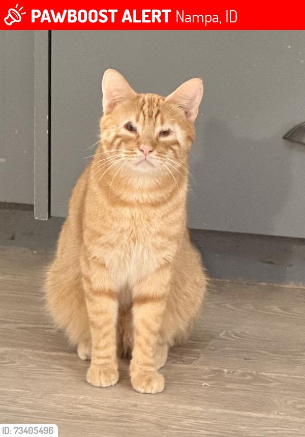 Lost Male Cat last seen Lake Lowell and Middleton, Nampa, ID 83686