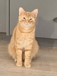 Lost Male Cat last seen Lake Lowell and Middleton, Nampa, ID 83686