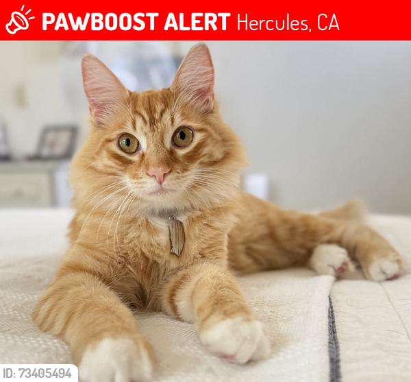Lost Male Cat last seen Around 206 Grissom Street Hercules, Hercules, CA 94547