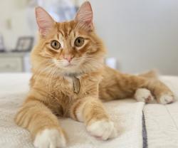 Lost Male Cat last seen Around 206 Grissom Street Hercules, Hercules, CA 94547