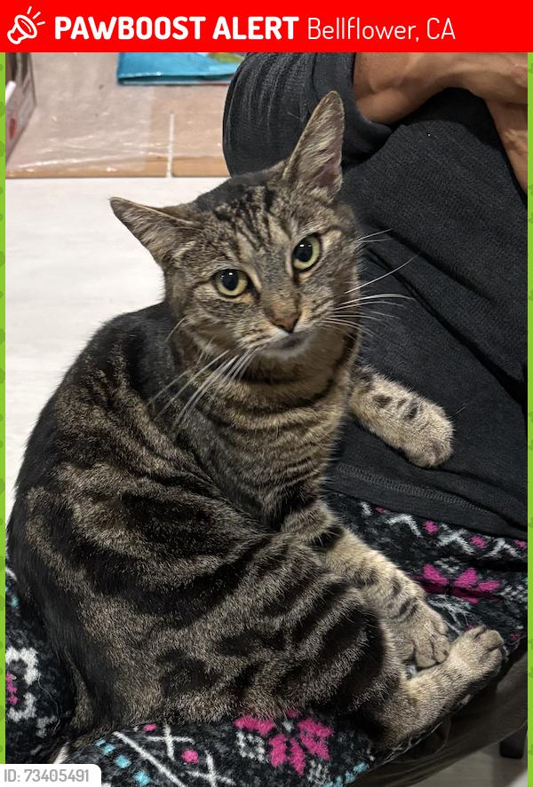 Lost Female Cat last seen Norms Restaurant Nearby, Bellflower, CA 90706