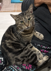 Lost Female Cat last seen Norms Restaurant Nearby, Bellflower, CA 90706