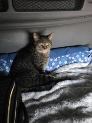 Lost Male Cat last seen Clarion Hotel on 28th Street, Grand Rapids, MI 49512