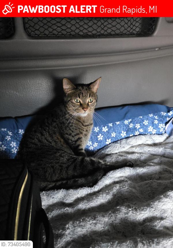 Lost Male Cat last seen Clarion Hotel on 28th Street, Grand Rapids, MI 49512