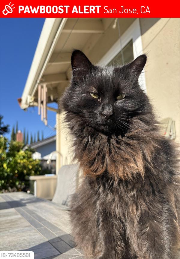 Lost Female Cat last seen Silverland Drive, San Jose, CA 95135